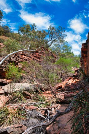 Téléchargez les photos : Rochers de grès rouge érodés et végétation désertique le long du sentier de la rivière Z Bend jusqu'au canyon de la rivière Murchison, parc national Kalbarri, Australie occidentale - en image libre de droit