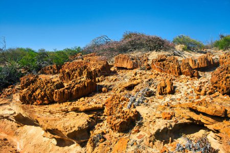 Skolithos trace fossils in Tumblagooda Sandstone, Kalbarri, Western Australia. These pipe-rock burrows were produced by worm-like organisms in a shallow marine environment.