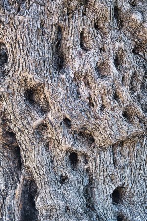 Téléchargez les photos : Texture de l'écorce du tronc d'un olivier ancien (olea) - en image libre de droit