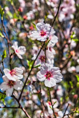 Blossoms of an almond tree (Prunus amygdalus, syn. Prunus dulcis)