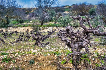 Gnarled, ancient vines on a terraced vineyard on Cyprus on a winter day