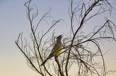 Ein singender roter Watvogel (Anthochaera carunculata), ein australischer Honigsammler, in den Zweigen eines blattlosen Busches bei Sonnenuntergang 