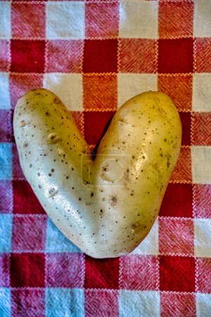 Téléchargez les photos : Une pomme de terre en forme de cœur ou un signe de victoire sur un tissu à damier blanc rouge - en image libre de droit