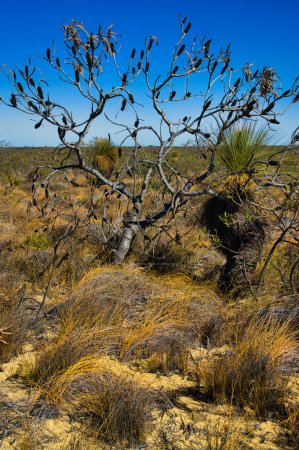 Abgestorbene Banksia-Bäume, Grasbäume und ausgetrocknete Gräser in der trockenen Umgebung der Wüste im Kalbarri National Park, Westaustralien