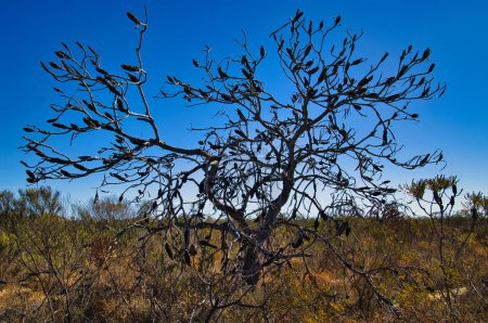 Silhouette d'un banquisier mort en Australie occidentale. Les banksias sont particulièrement sensibles au dépérissement de Phytophthora, causé par des organismes microscopiques introduits présents dans le sol.
