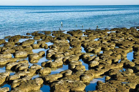 Stromatolithen in Hamelin Pool, Shark Bay, Westaustralien, der größten Gemeinschaft von Stromatolithen der Welt. Stromatolithen sind lebende Fossilien, die erste Form komplexen Lebens auf der Erde