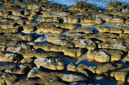 Stromatolithen in Hamelin Pool, Shark Bay, Westaustralien, der größten Gemeinschaft von Stromatolithen der Welt. Stromatolithen sind lebende Fossilien, die erste Form komplexen Lebens auf der Erde
