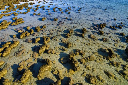 Stromatolithen im flachen, warmen und salzigen Wasser des Hamelin Pool, Shark Bay, Westaustralien. Stromatolithen sind lebende Fossilien, die erste Form komplexen Lebens auf der Erde