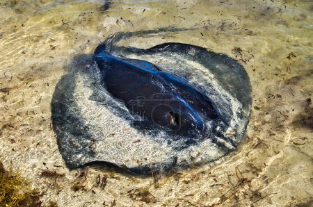 Large stingray with the upper part of his body out of the water at a shallow beach, Hamelin Bay, Western Australia