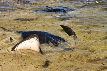 Large stingray flapping its pectoral fins at a shallow beach, Hamelin Bay, Western Australia