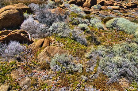 Vegetación costera atrofiada y rocas en una colina en Cape Naturaliste, Leeuwin-Naturaliste National Park, Margaret River Region, Western Australia