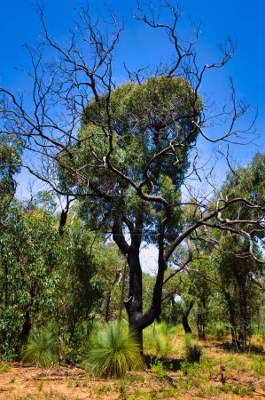 Téléchargez les photos : Forêt régénérante, deux ans après un incendie de forêt dévastateur, à Victoria, en Australie. Nouvelle croissance sur les graminées et gommiers noircis - en image libre de droit