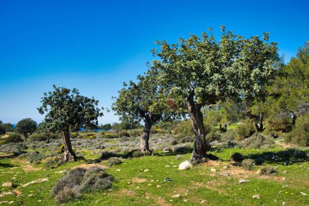 Téléchargez les photos : Caroubiers dans la forêt ouverte près de Pissouri, à la frontière des districts de Paphos et Limassol, côte sud de Chypre, par une journée ensoleillée. - en image libre de droit