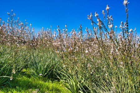 Téléchargez les photos : Un certain nombre de fleurs Asphodelus ramosus (asphodel ramifié), une plante commune en Méditerranée, dans les montagnes de Chypre. Point de vue caméra bas. - en image libre de droit