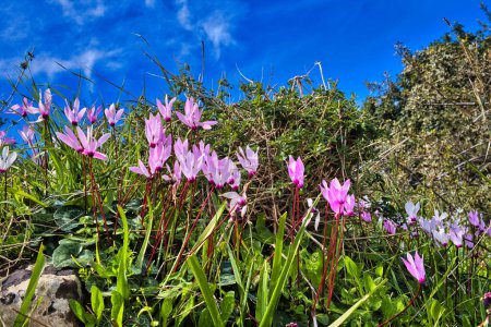 Téléchargez les photos : Feuilles et fleurs violet clair de Cyclamen persicum, cyclamen persan, au bain d'Aphrodite, district de Paphos, Chypre. Point de vue caméra bas - en image libre de droit