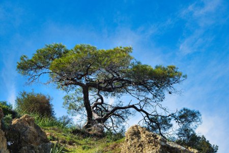Gnarled old coniferous tree outlined against blue sky. Akamas Peninsula, Cyprus