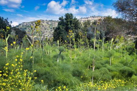 Champ de fenouil géant à fleurs (Ferula communis) dans les collines côtières du sud de Chypre