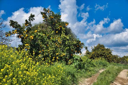 Téléchargez les photos : Orangers pleins d'oranges dans un verger négligé le long d'un chemin de terre à Chypre - en image libre de droit