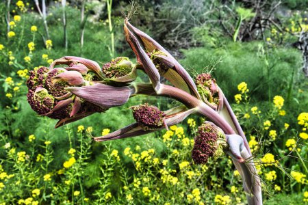 Nahaufnahme von Knospen, Kelchbechern und Behältern von Ferula communis, Riesenfenchel, der in Mittelmeerländern häufig ist. Gelbe Frühlingsblumen im Hintergrund