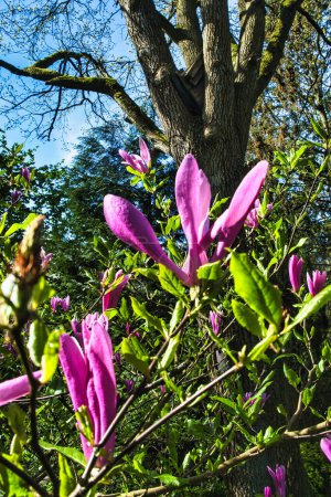 Lila Blüten der Magnolia liliiflora (Mulan-Magnolie, Purpurmagnolie, rote Magnolie, Lilienmagnolie, Tulpenmagnolie und holzige Orchidee)) 