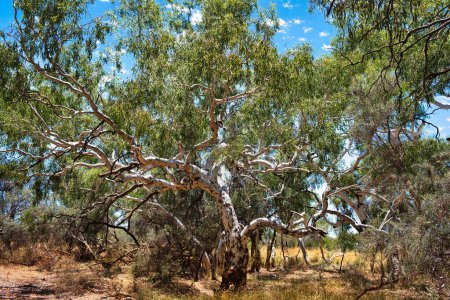 Téléchargez les photos : Gomme à saumon haute (Eucalyptus salmonophloia), endémique dans le sud-ouest et le centre-ouest de l'Australie occidentale, dans l'arrière-pays de la région de Meekatharra - en image libre de droit