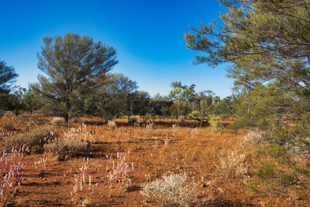 Tierra roja y vegetación característica del interior en el medio oeste de Australia Occidental, área de Meekatharra