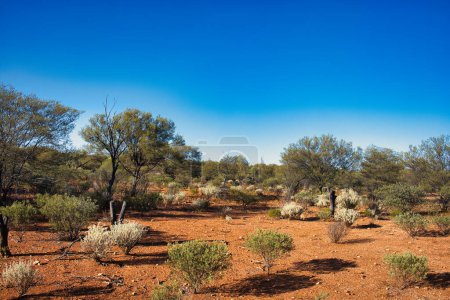 Tierra roja y vegetación característica del interior en el medio oeste de Australia Occidental, área de Meekatharra