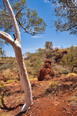 Gummibaum, Wüstenvegetation und ein großer Termitenhügel im westaustralischen Outback. Karijini-Nationalpark, Pilbara