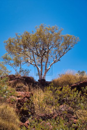 Weißgebrannter Kaugummibaum (Eucalyptus leucophloia) vor blauem Himmel im trockenen Outback des abgelegenen Karijini-Nationalparks in Westaustralien.
