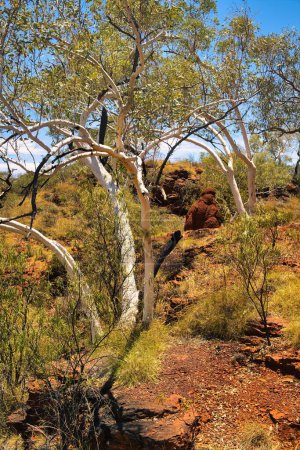 Wüstenlandschaft mit weißgebrannten Kaugummibäumen (Eucalyptus leucophloia) und einem Termitenhügel in der Joffre-Schlucht im abgelegenen Karijini-Nationalpark, Westaustralien.