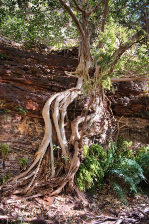 Feigenbaum mit freiliegenden Wurzeln (Ficus platypoda, Wüstenfeige oder Felsenfeige), wächst an einer Felswand in der Dales Gorge, Karijini National Park, Westaustralien. 