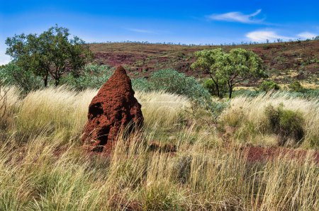 Termite mound made of red earth in the Australian outback. Yellow, dried out grasses, trees and hill in the background. Exmouth area, Western Australia