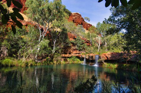 Waterfall splashes into the Fern Pool, surrounded by lush vegetation, in Dales Gorge, Karijini National Park, Western Australia. 