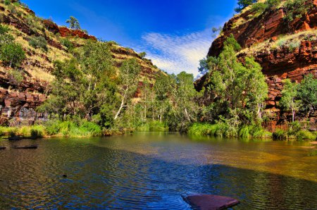 Kühler Pool, flankiert von roten, eisenreichen Felsen und grünen Eukalyptusbäumen, eine üppige Oase in der trockenen Wüste des Karijini Nationalparks, Hamersley Range, Westaustralien