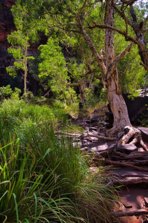Hohe Papierrinde (Melaleuca sp.) mit exponierten Wurzeln in der Dales Gorge, einer üppigen Oase im trockenen Outback des Karijini Nationalparks, Hamersley Range, Westaustralien