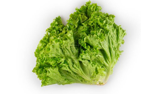 Lockiger Salat isoliert auf weißem Hintergrund.