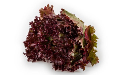 Photo for Purple lettuce isolated on white background. - Royalty Free Image
