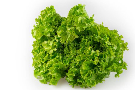 Curly lettuce isolated on white background.