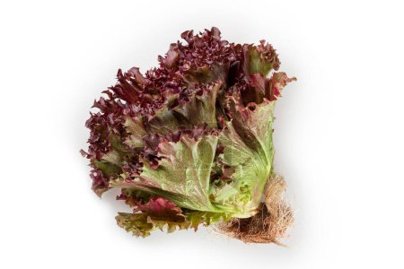 Photo for Purple lettuce isolated on white background. - Royalty Free Image