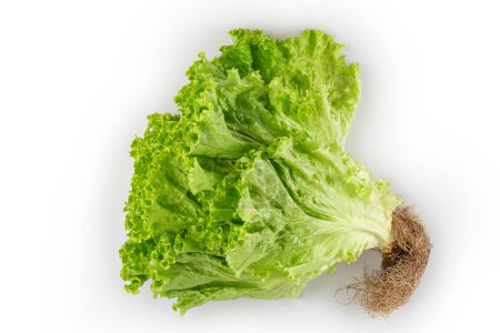 Photo for Curly lettuce isolated on white background. - Royalty Free Image