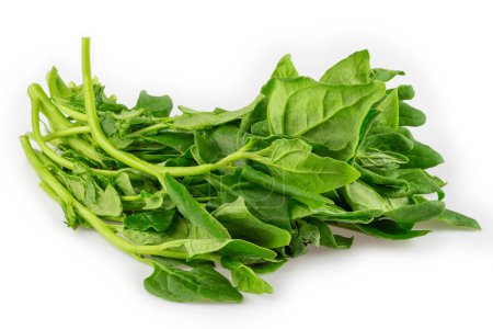 Photo for Spinach isolated on white background. - Royalty Free Image