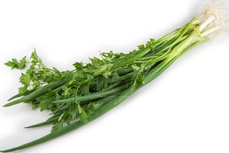 Photo for Coriander with chive isolated on white background. - Royalty Free Image