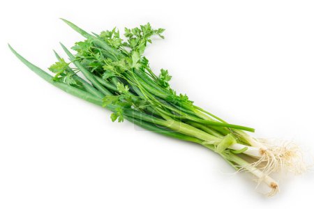 Photo for Coriander with chive isolated on white background. - Royalty Free Image
