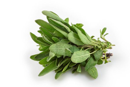 Photo for Common sage isolated on white background. - Royalty Free Image