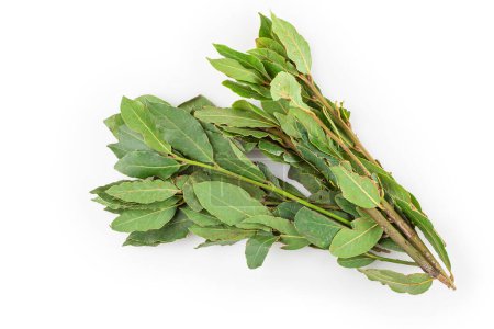 Photo for Bay leaves isolated on white background. - Royalty Free Image