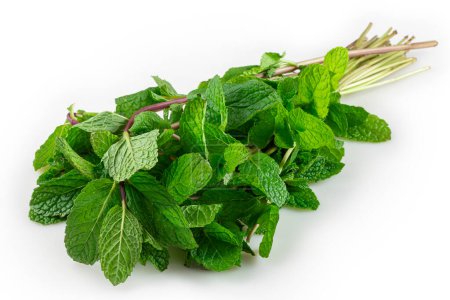 Mint isolated on white background.