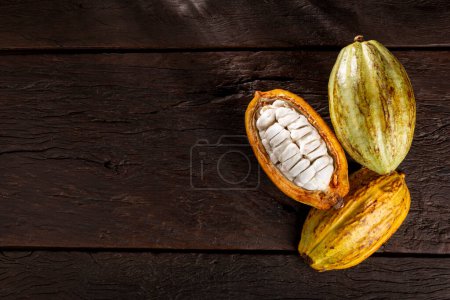 Foto de Cacao maduro en la mesa. - Imagen libre de derechos
