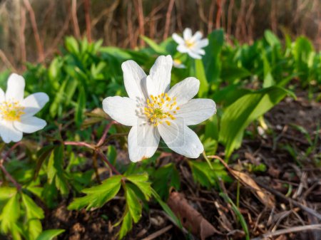 Wood Anemone Anemonoides nemorosa closeup look at the evening sun in the forest