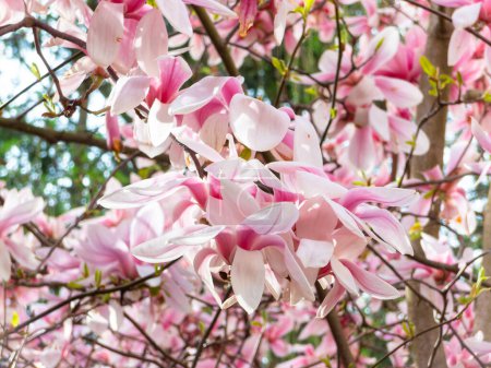 Magnolia sprengeri var. diva Diva Pink magnolia, Winter flowers