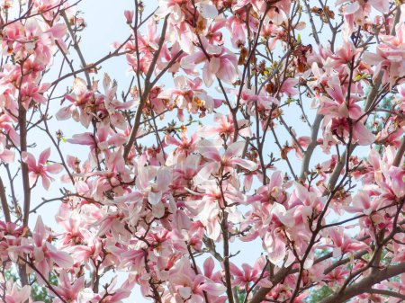 Magnolia sprengeri var. diva Diva Rosa magnolia, Flores de invierno
